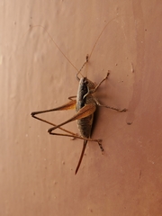 Pachytrachis gracilis