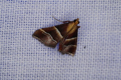 Persicoptera pulchrinalis