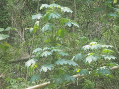 Manihot carthagenensis