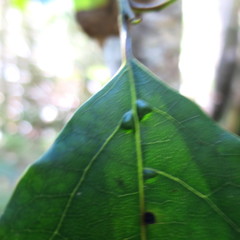 Ocotea bullata