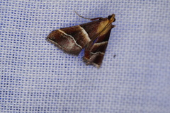 Persicoptera pulchrinalis