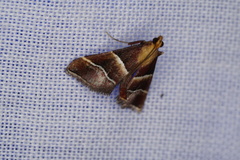 Persicoptera pulchrinalis