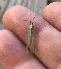 Chrysopa coloradensis