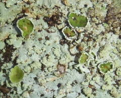 Parmelina