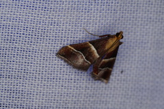 Persicoptera pulchrinalis