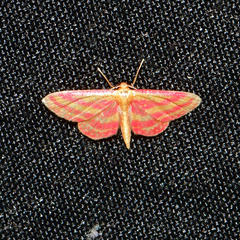 Leptostales laevitaria