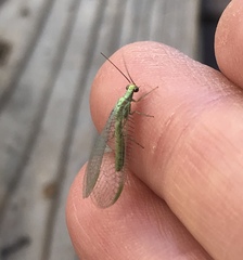 Chrysopa coloradensis
