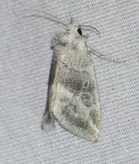 Plagiomimicus caesium