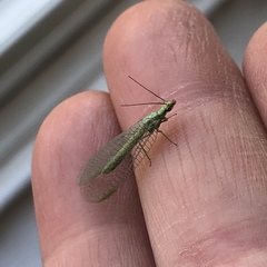 Chrysopa coloradensis