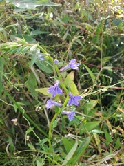 Lobelia elongata