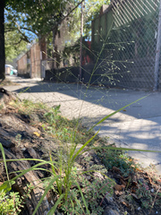 Eragrostis capillaris