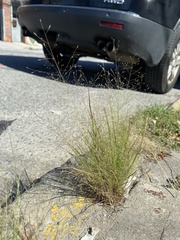 Eragrostis capillaris