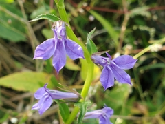 Lobelia elongata