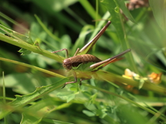 Pholidoptera littoralis