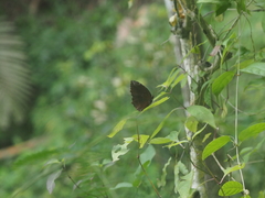 Elymnias hypermnestra