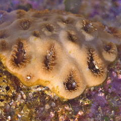 Palythoa