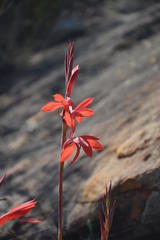 Vanderspuya's Watsonia (Watsonia vanderspuyae)