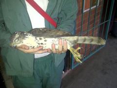 Accipiter tachiro tachiro