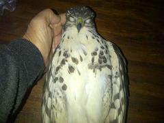 Accipiter tachiro tachiro