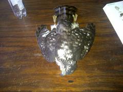 Accipiter tachiro tachiro