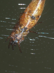Cyclosa bifida