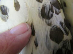 Accipiter tachiro tachiro