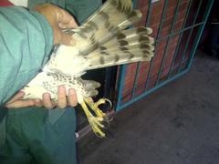 Accipiter tachiro tachiro
