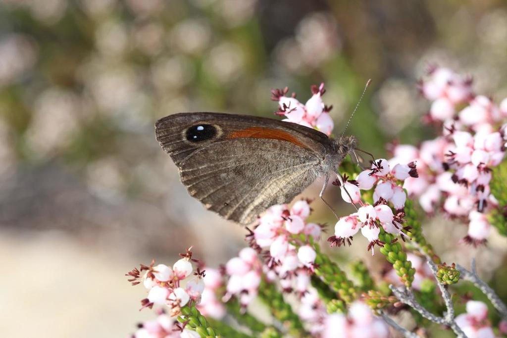Western Hillside Brown