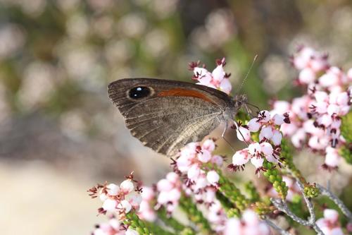 Western Hillside Brown