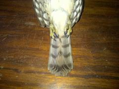 Accipiter tachiro tachiro