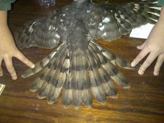 Accipiter tachiro tachiro