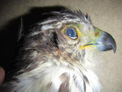 Accipiter tachiro tachiro