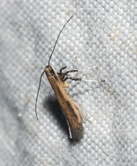 Caloptilia hypericella