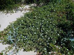 Mesembryanthemum aitonis