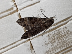 Agrius cingulata
