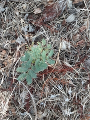 Dryopteris lacera