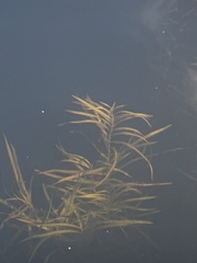 Potamogeton epihydrus
