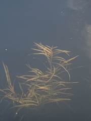 Potamogeton epihydrus