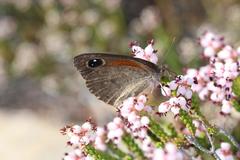 Erica petraea