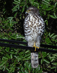 Accipiter tachiro tachiro