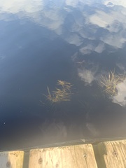 Potamogeton epihydrus