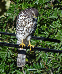 Accipiter tachiro tachiro