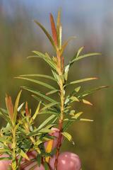 Empleurum unicapsulare