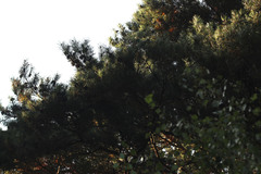 Phaeoclavulina eumorpha