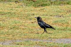 Corvus capensis kordofanensis