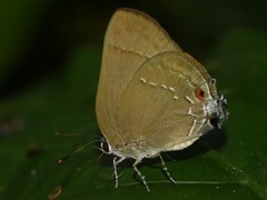 Allosmaitia strophius