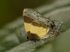 Arzecla taminella