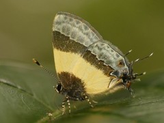 Arzecla taminella