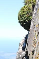 Oldenburgia paradoxa