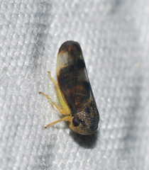 Pediopsoides distinctus